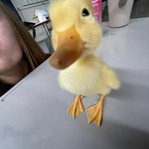El pato 6 by dj samilt
