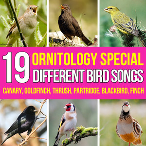 Sound and Birds Song poster
