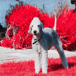 Magnificent Bossa Guitar Trio - Background for Favorite Doggy album