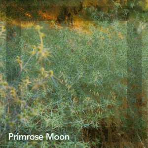 Golden Resonance by Primrose Moon