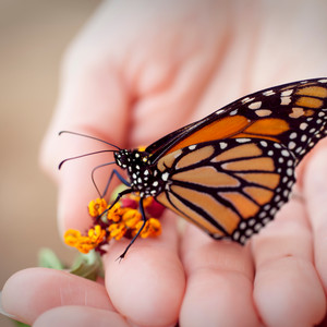 Carícia Essencial - Pequenas Coisas Me Curam