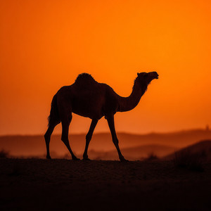 HitsLab - Sunset in the Desert