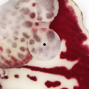Skin Deep by Fiona Zanetti