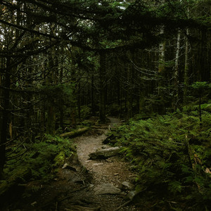 Mossbound Reverie by Auralis Sol