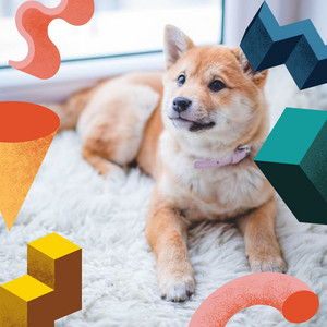 Music for Adventures with Dogs (Sax Jazz) album