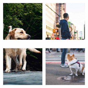 Music for Cute Puppy - Entertaining Trumpet Solo album