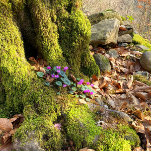 A Place Without Urgency - Authentic Nature by Eternal Meadows, Tish'