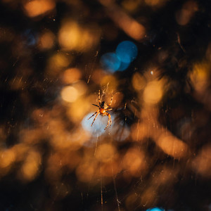 Tenoh Slidin - White Spider