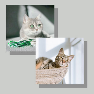 洋楽 Qyiet Cat Number One Music for Quiet Kittens – música e letra de Cat Music