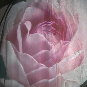 bloom by Jazz Davis
