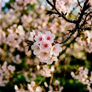 Cherry Blossom by Ziul