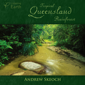 A Highland Rainshower: Figbirds, White-throated Treecreeper and Brown Cuckoo-dove by Andrew Skeoch