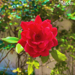 bloom by Rxseboy