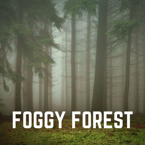 Foggy Forest album