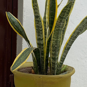 EXTRAÑA by KRIPI