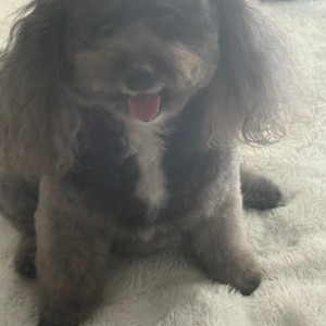 Itty Bitty Poodle Pretty by Gina Jones Songwriter Music