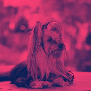 Backdrop for Dreamy Doggo album