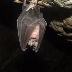 Leonardo Travensoli - The Batman