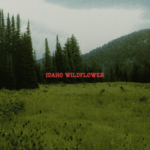 Idaho Wildflower by Jay William Miller