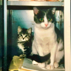 Two Gone Cats Blues by James Mick Nolan