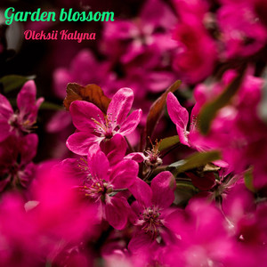 Garden blossom