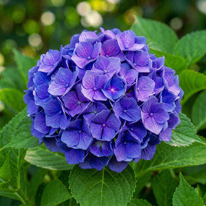 Hydrangea by Ziul