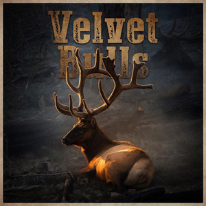 Velvet Bulls by Jed Larson