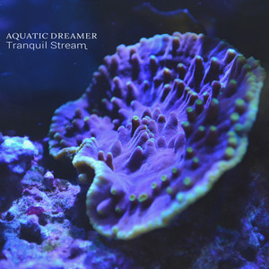 Tranquil Stream by Aquatic Dreamer