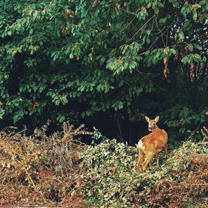 Things we leave behind by Blind Molly