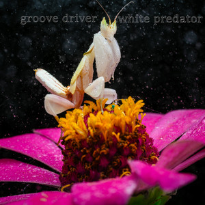 white predator by Groove Driver