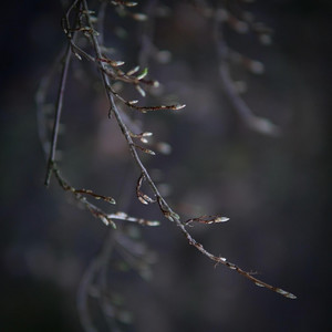 My Damp Land by Furari