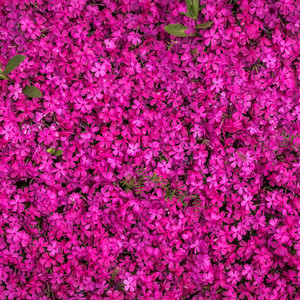 I Can Buy Myself Flowers (Trap Remix)