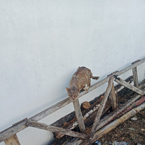 Bersandar di bahuku by Bakso