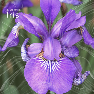 Iris - Radio Edit by Eilistrae