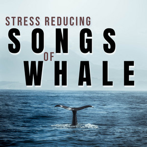 Stress Reducing Songs of Whale album