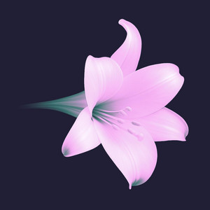 Лілії