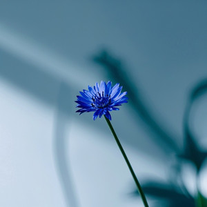 invisible by j lexis