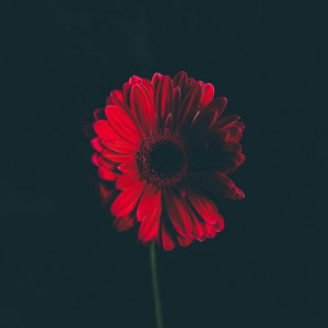 Bloodmoon