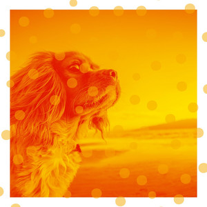 Echoes of Resting with Dogs album