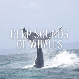 Deep Sounds of Whales album