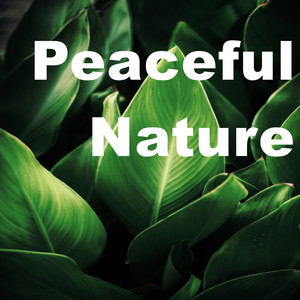 Relaxing Music, Mantra Ho'oponopono & Mantra para Meditar - Forest