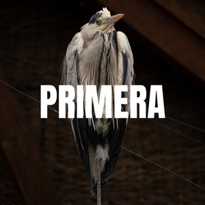 PRIMERA by kasebl