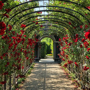 Roses In The South by Chamon