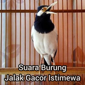 Suara Burung Jalak Gacor Istimewa