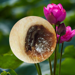 chilltape.wav - 耳掃除 スッキリ