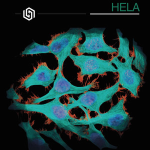 HeLa by Hexajinn