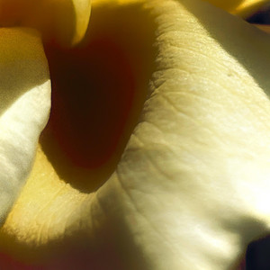 Yellow Roses - Instrumental by Lo-Fang