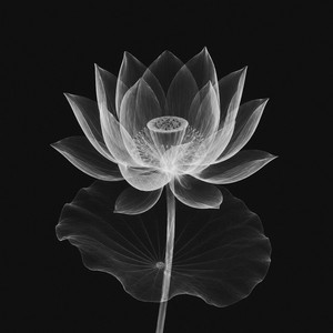 lotus by Anselme