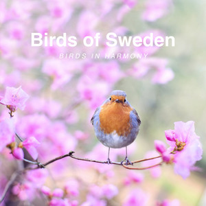 Meditative Birdsong by Birds of Sweden