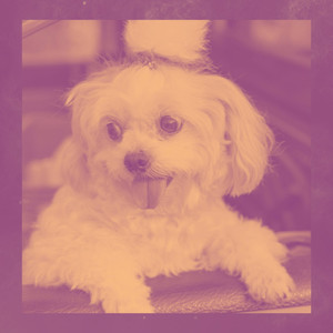 Backdrop for Doggy Wellness - Excellent Bossanova album